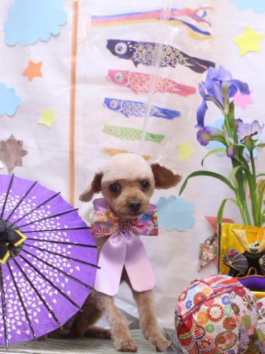 20240521きなこちゃん